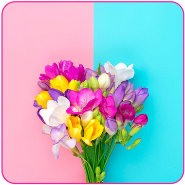 Pookie – pleasure essentials for modern lifestyles