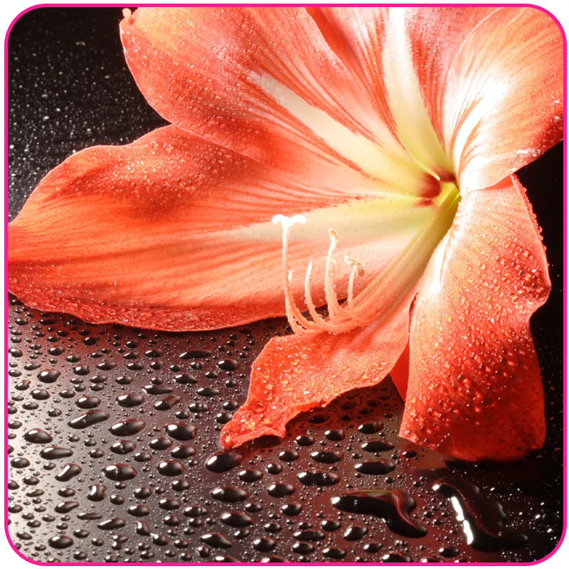 Pookie – pleasure essentials for modern lifestyles